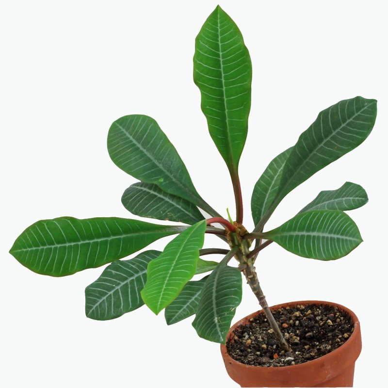 Молочай (Euphorbia)