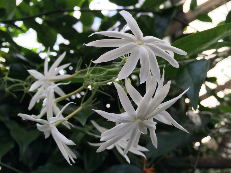 Jasminum nitidum
