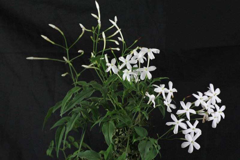 Jasminum микс