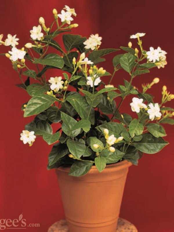 Гардения жасминовидная (gardenia jasminoides)