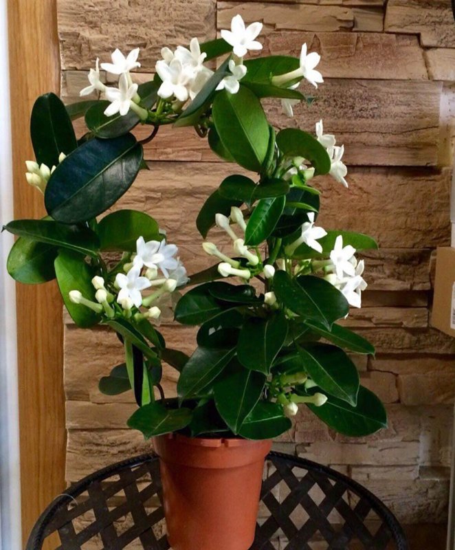 Стефанотис floribunda