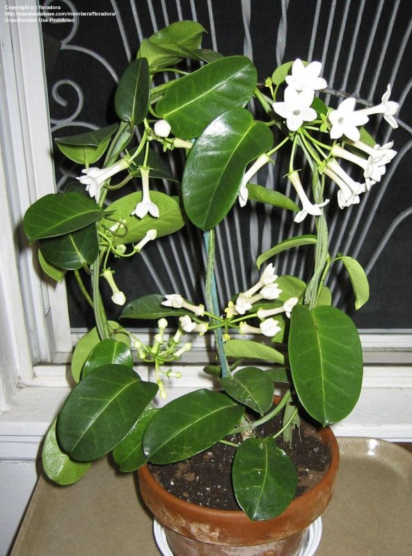Жасмин (Jasminum) растение
