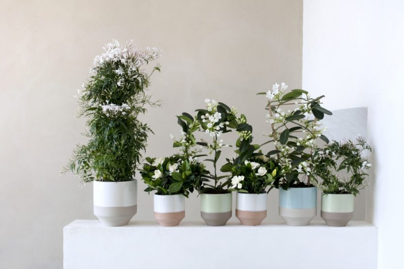Гардения жасминовидная gardenia JASM.