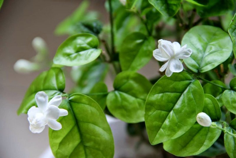 Муррайя метельчатая (Murraya paniculata)