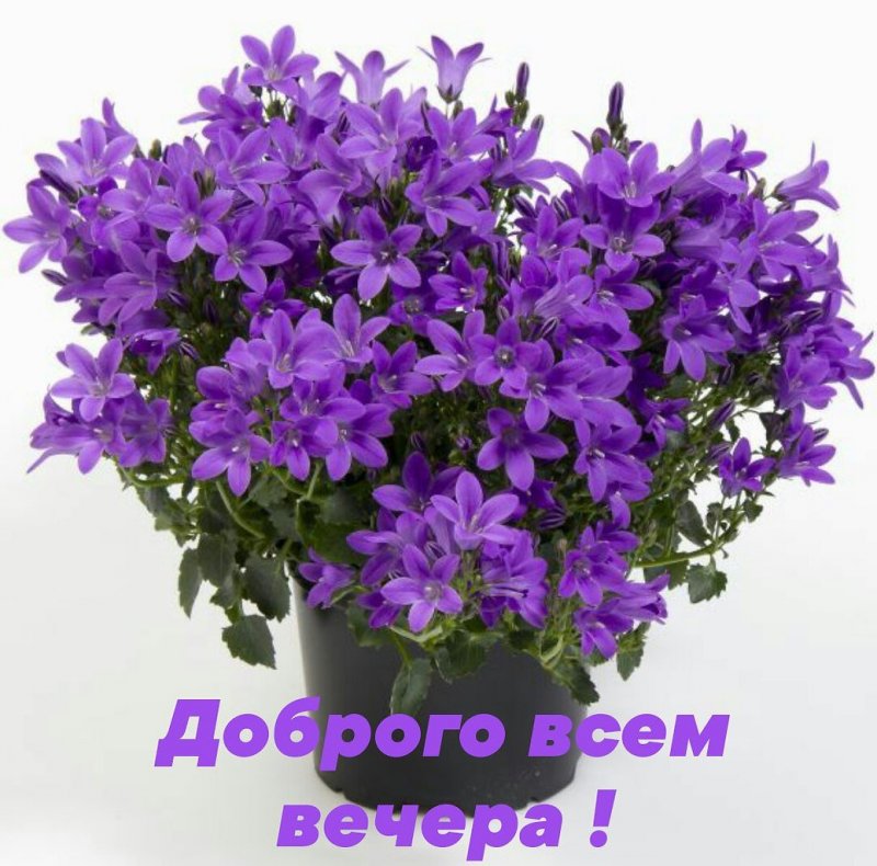 Кампанула цветок