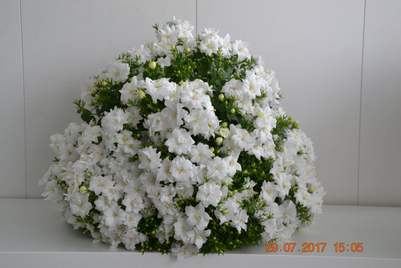 Кампанула махровая жених и невеста