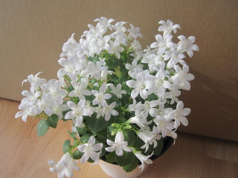 Кампанула Портеншлага белая