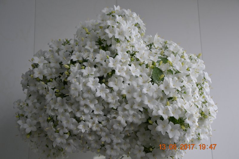 Кампанула Кампанула Атланта,