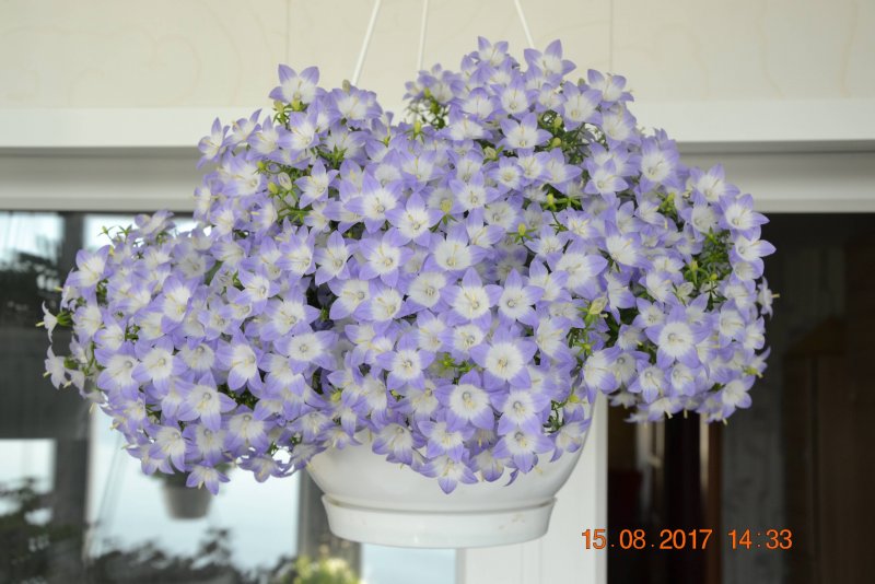 Цветок Кампанула жених