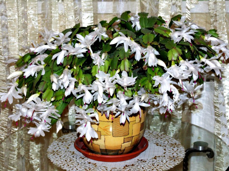 Цветок комнатный Цветущий каждый месяц зимой