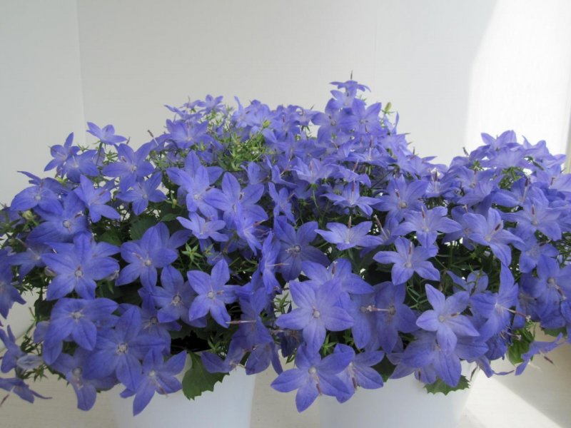 Кампанула аноэска