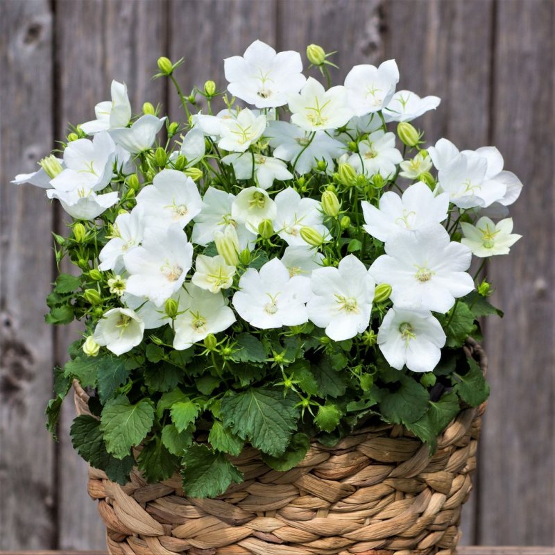 Колокольчик Карпатский Pearl White