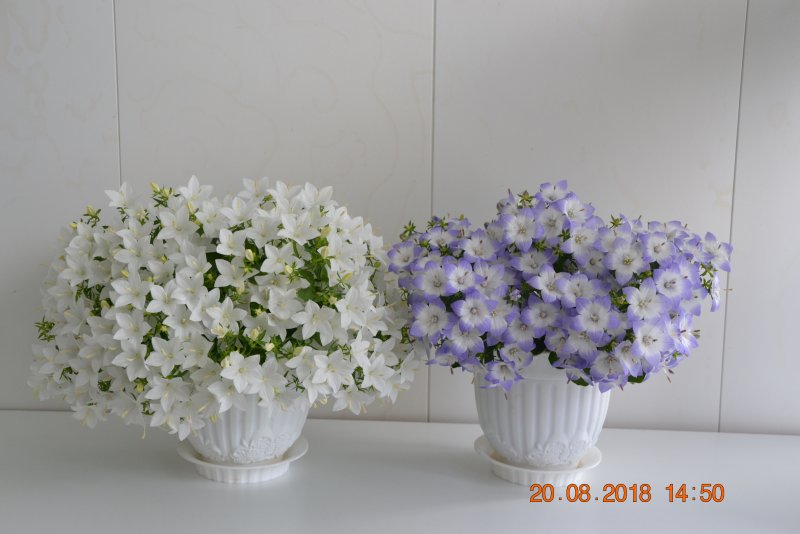 Кампанула жених и невеста
