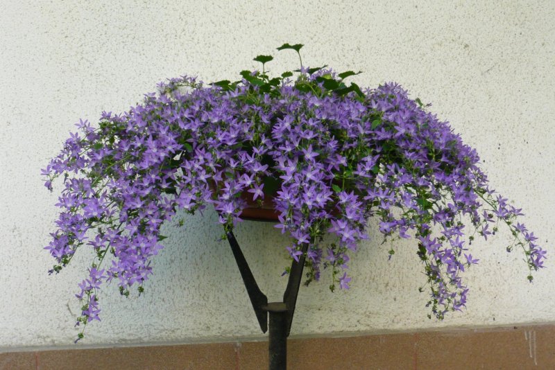 Кампанулы Пожарского