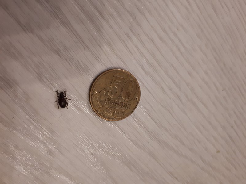 Oryzaephilus surinamensis