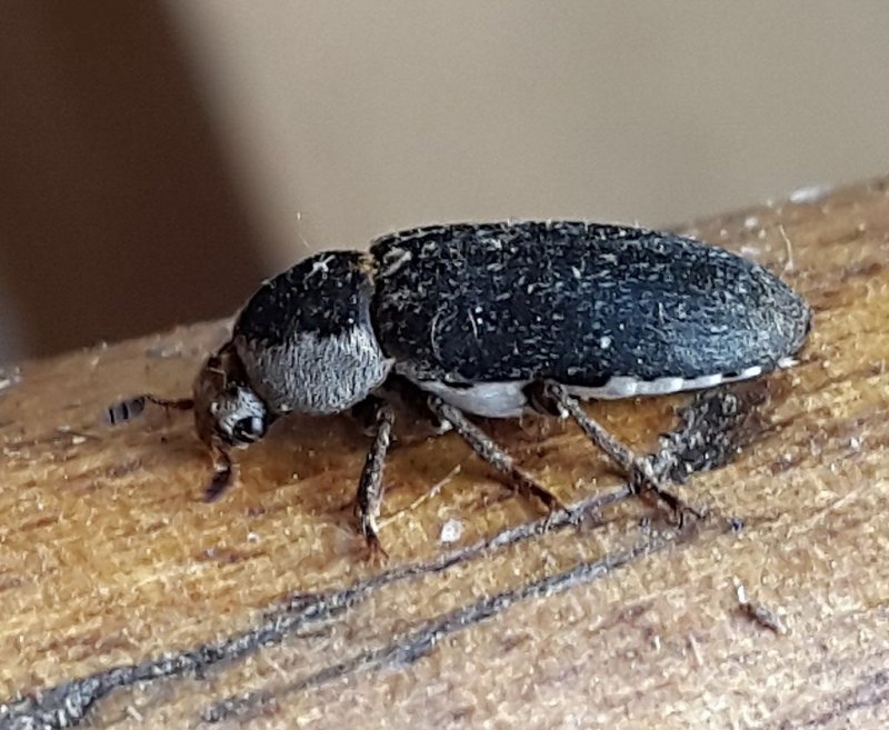 Мокрица шероховатая (Porcellio scaber)