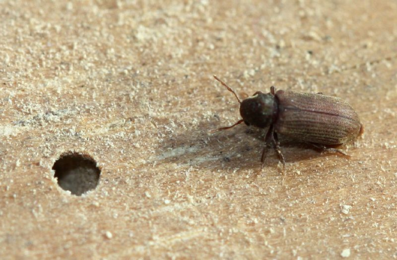 Oryzaephilus surinamensis