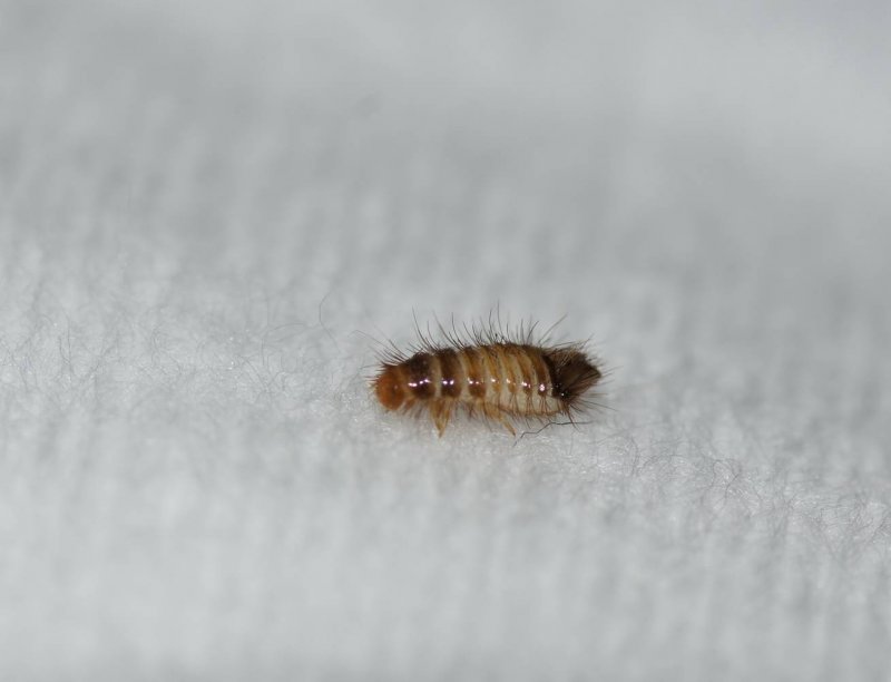 Lepisma saccharina