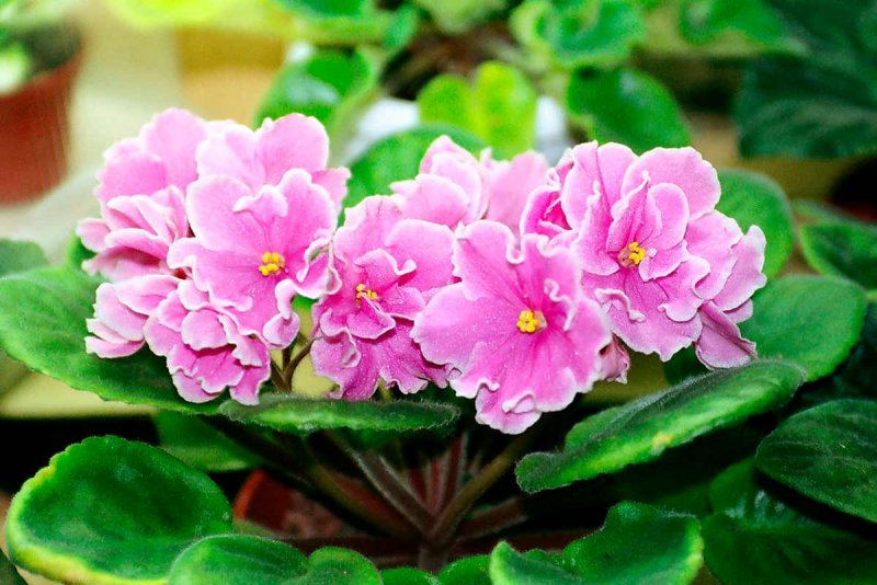 Сенполия Pink amiss