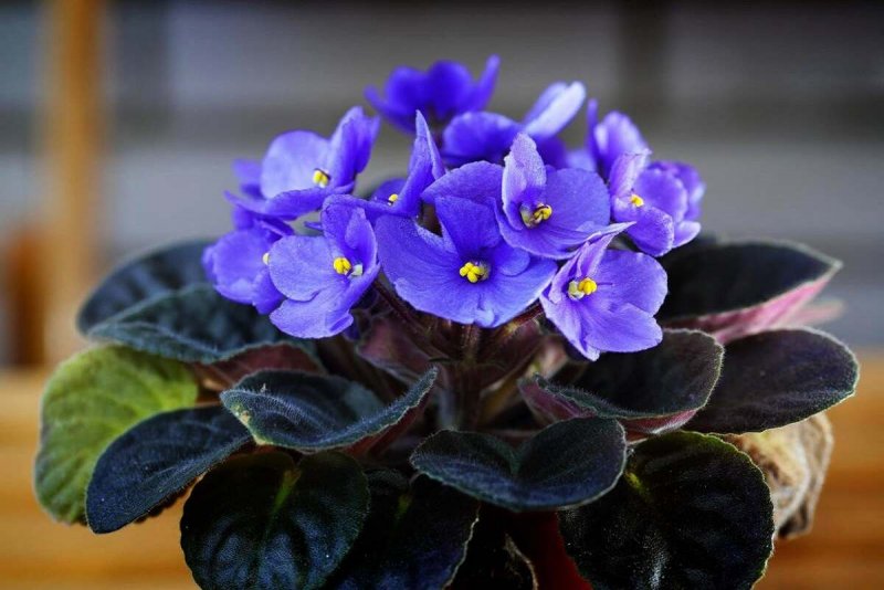 Saintpaulia ionantha