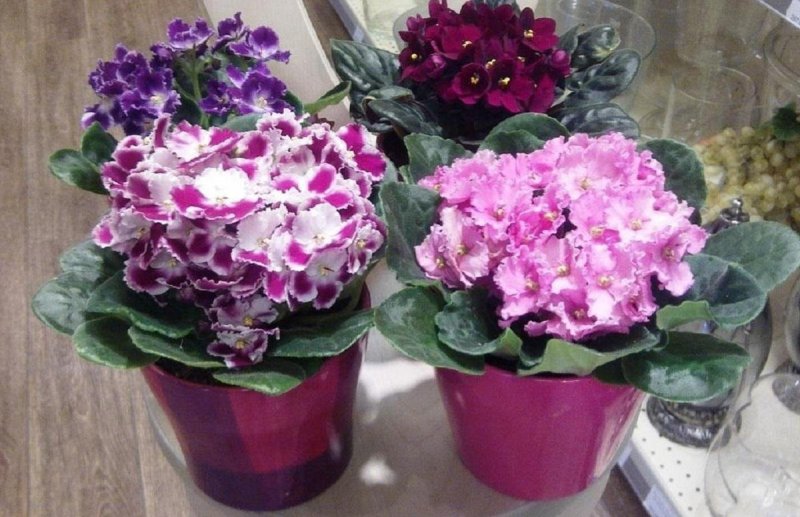 Фиалки комнатные приметы