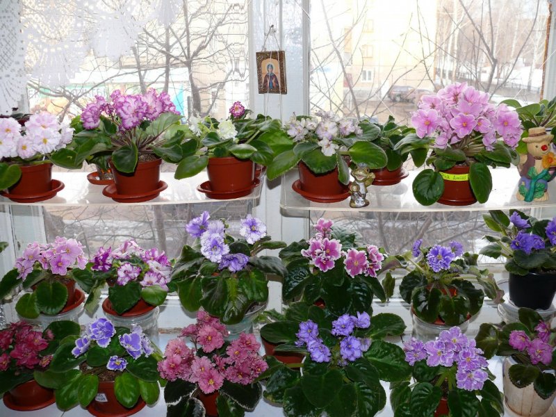 Комнатные цветы цветущие фиалка