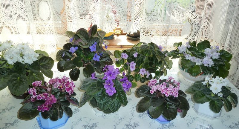 Цветы фиалка узамбарская