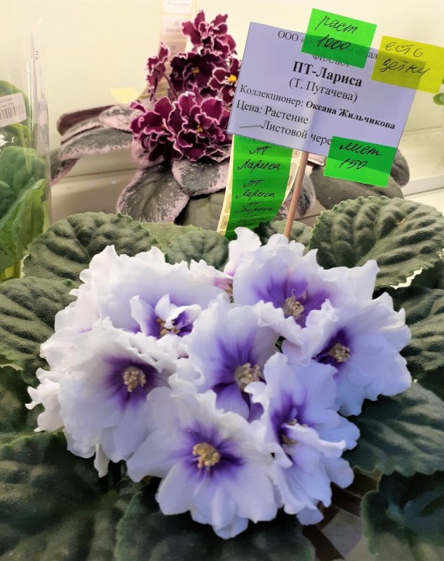 Фиалка African Violet
