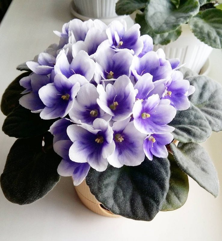 Ultraviolet фиалка