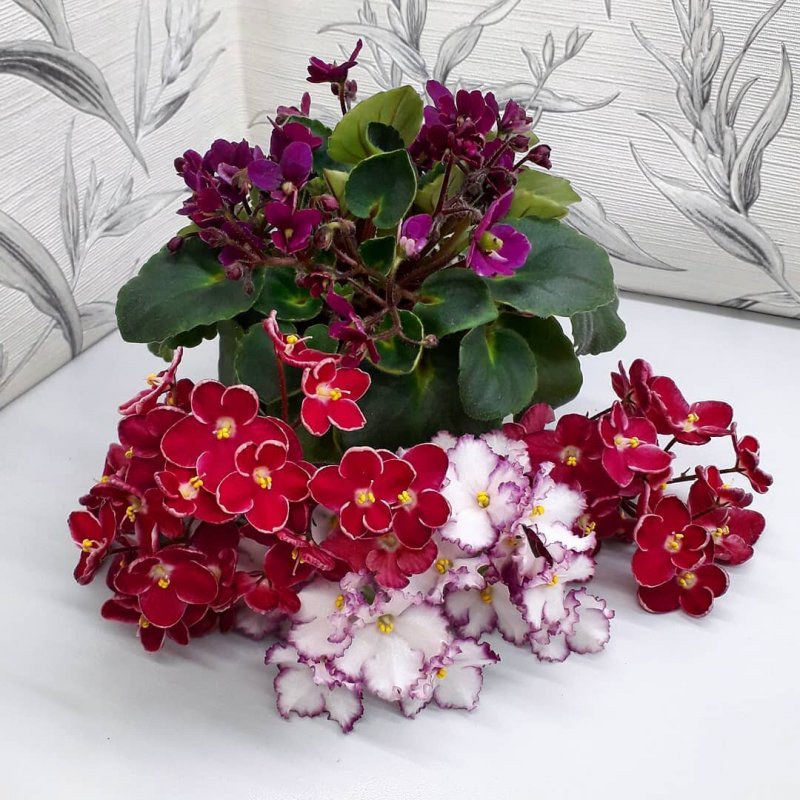 Фиалка микс d9 h15