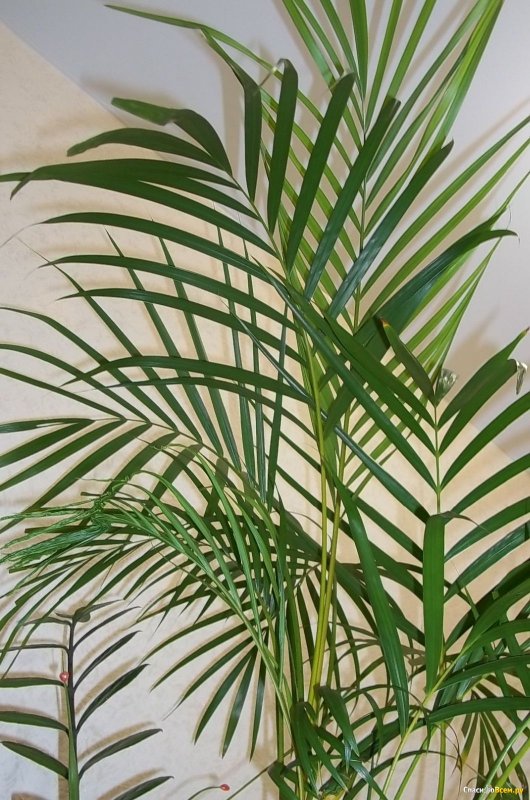 Драцена Маргината (Dracaena marginata)