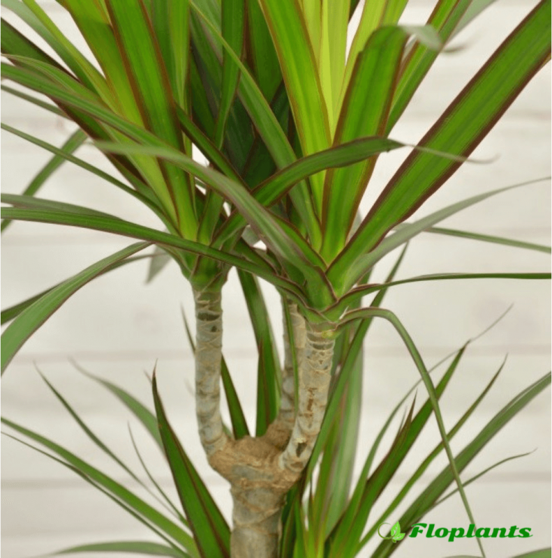 Dracaena marginata
