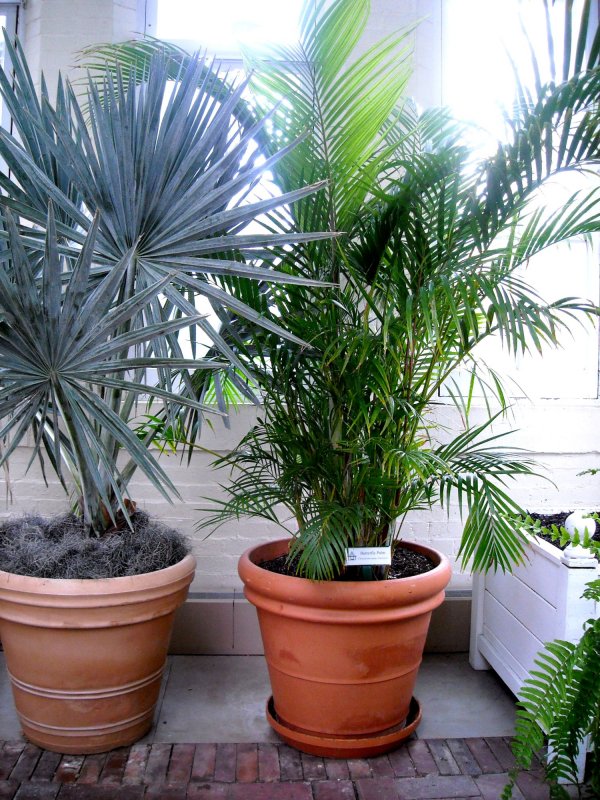 Драцена окаймленная (Dracaena marginata.)