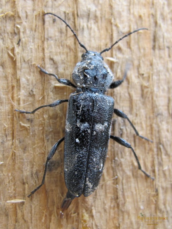 Cicindela Campestris (Linnaeus, 1758)