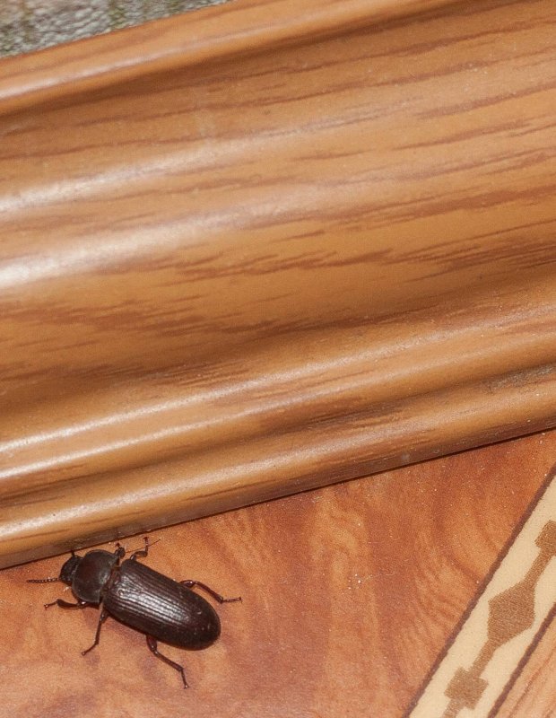 Жук усач Monochamus