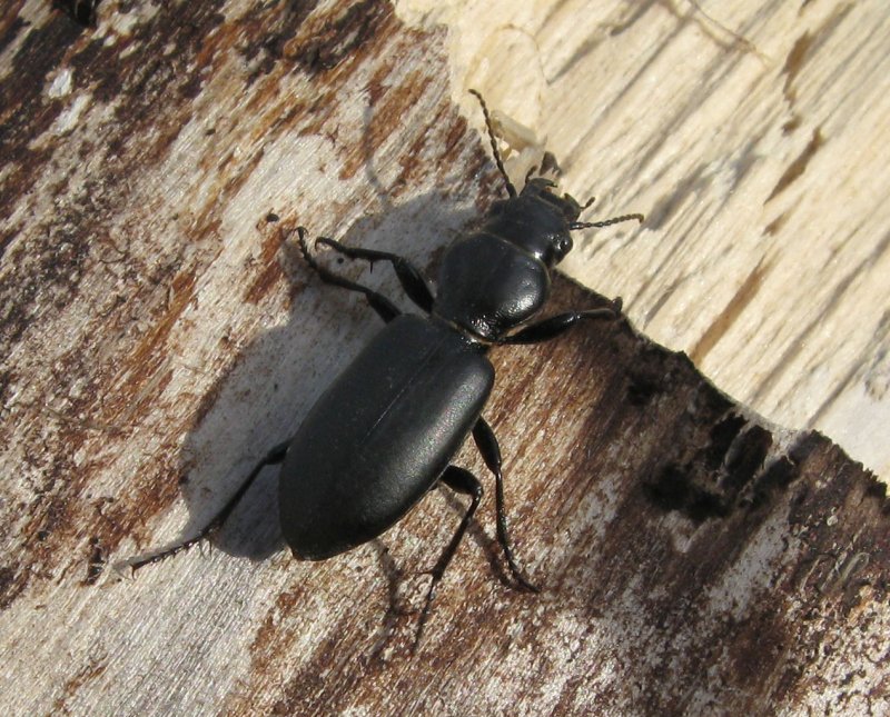 Callicorixa praeusta