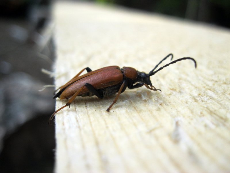 Prionus coriarius Жук