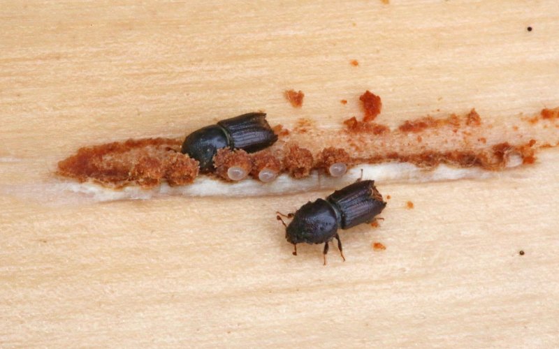 Prionus coriarius Жук