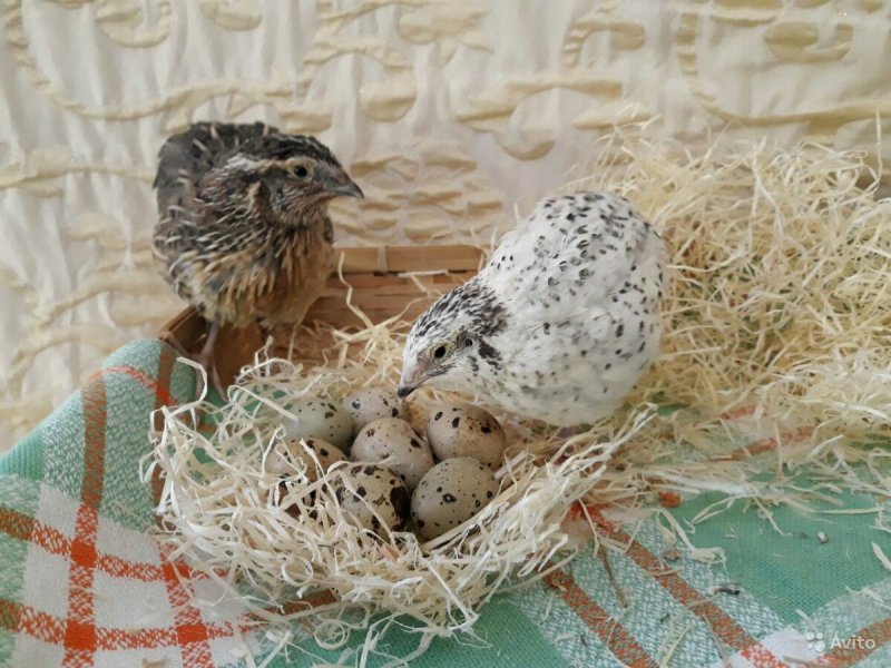 Китайский расписной перепел