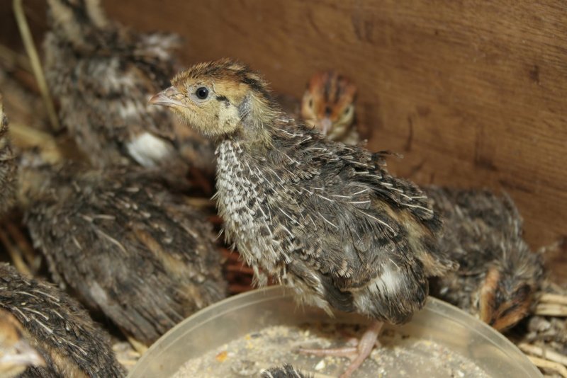 Перепел обыкновенный , перепёлка (Coturnix Coturnix)