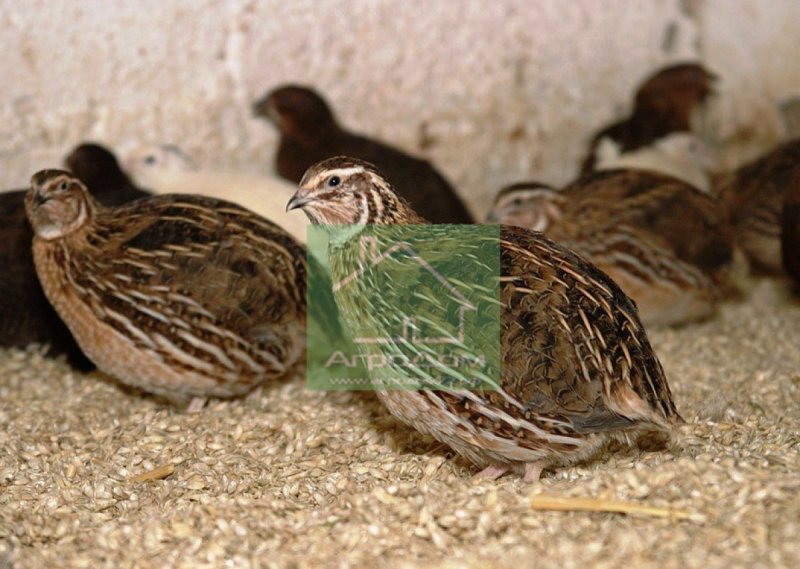 Перепелка с яйцами