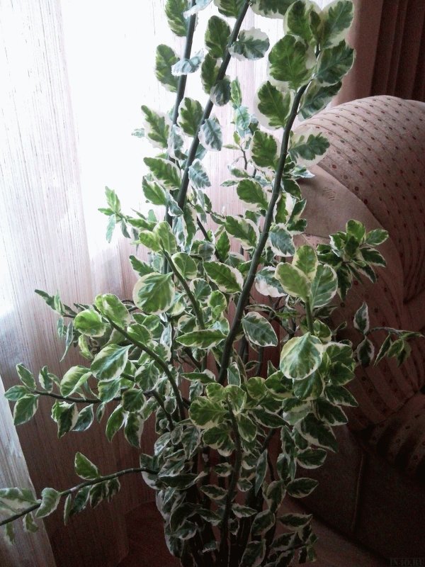 Фикус педилантус