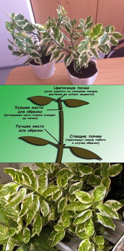 Педилантус шпорцевый
