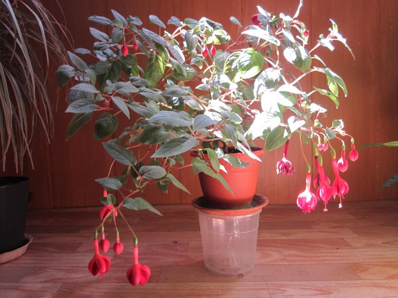 Педилантус титималоидный Pedilanthus tithymaloides