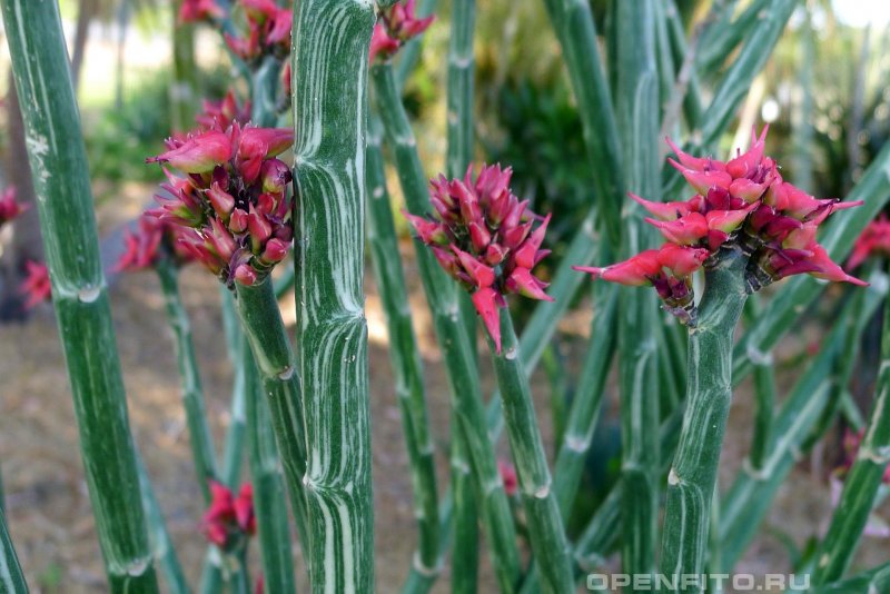 Pedilanthus tithymaloides