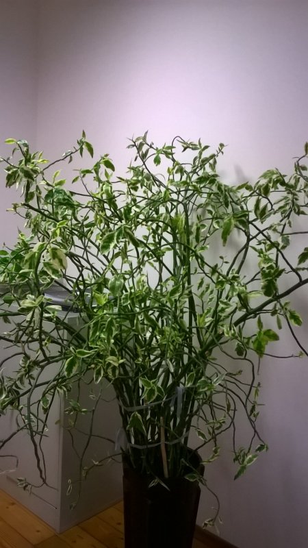 Педилантус ампельный вариегатный