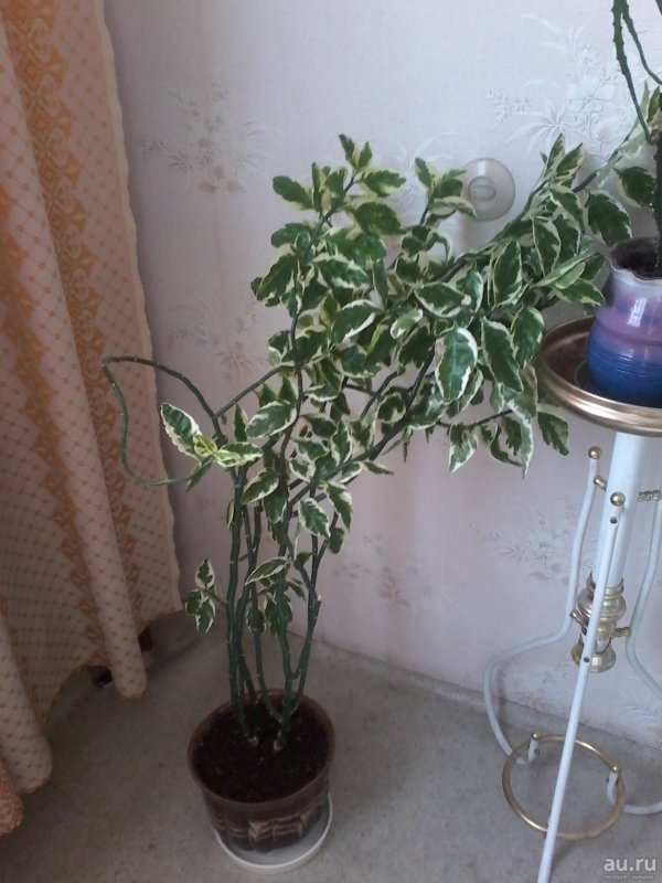 Педилантус Lemon Lime
