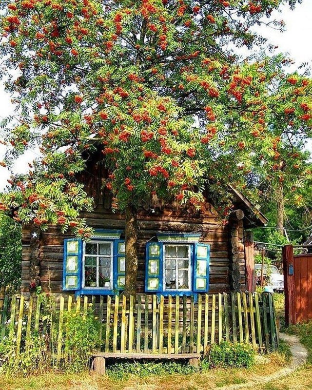 Деревенский домик с рябиной