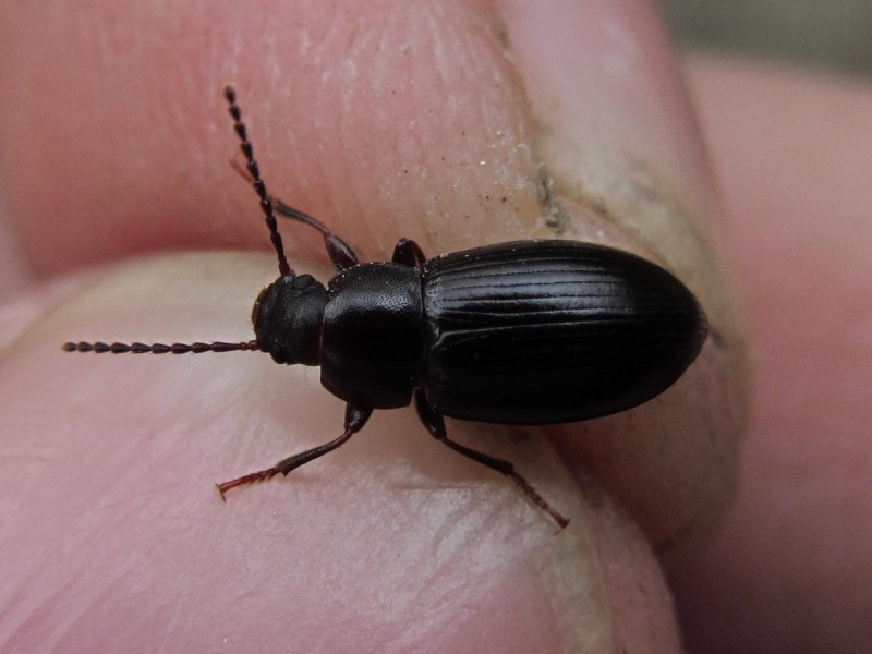 Lepidiota Stigma