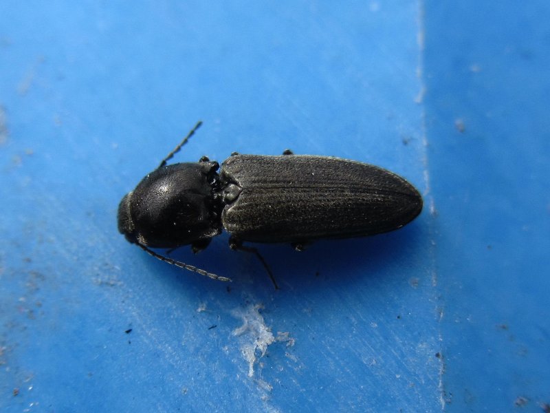 Aphthona violacea
